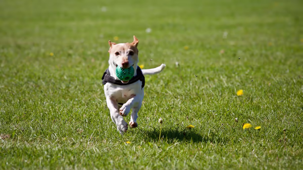 Kiwanis Dog Park photo 1